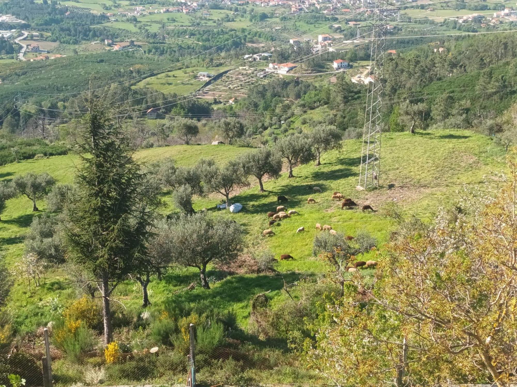 Casas Do Castelo Apartman Aldeia da Serra  Kültér fotó